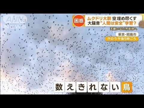 “大騒音”“フン被害”で悲鳴　ムクドリ大群が市街地に…高速点滅光で追い払い効果も【もっと知りたい！】(2023年10月12日)