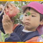 園児が甘く美味しいもぎたてリンゴをがぶり オリジナル品種の神鍋スイートなど観光園でリンゴ狩り体験