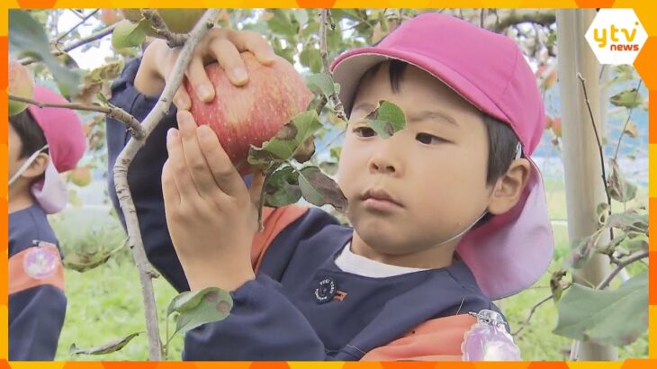 園児が甘く美味しいもぎたてリンゴをがぶり オリジナル品種の神鍋スイートなど観光園でリンゴ狩り体験