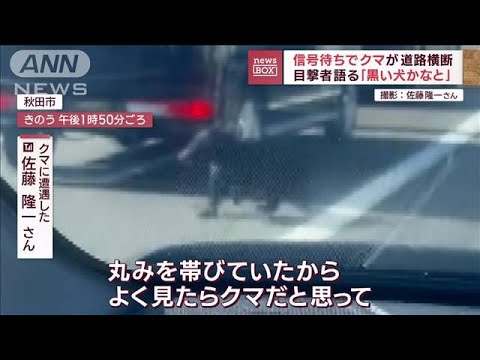 信号待ちでクマが道路横断　「黒い犬かなと」目撃者語る(2023年10月12日)