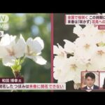 全国で“早とちり桜”開花！　猛暑影響“お休みモード”入れず…来春花見への影響は？(2023年10月12日)