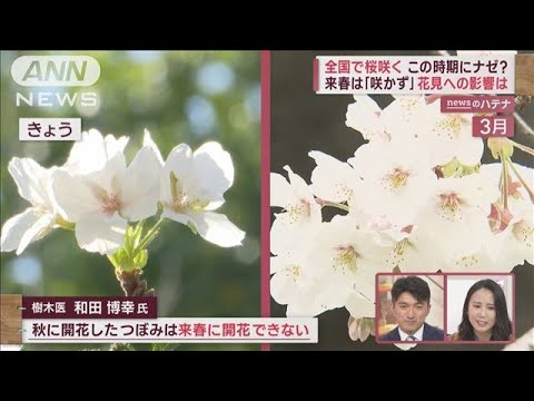 全国で“早とちり桜”開花！　猛暑影響“お休みモード”入れず…来春花見への影響は？(2023年10月12日)