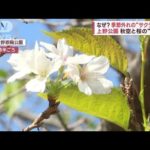 なぜ？　季節外れの“サクラサク”　上野公園で秋空と桜の“共演”(2023年10月12日)