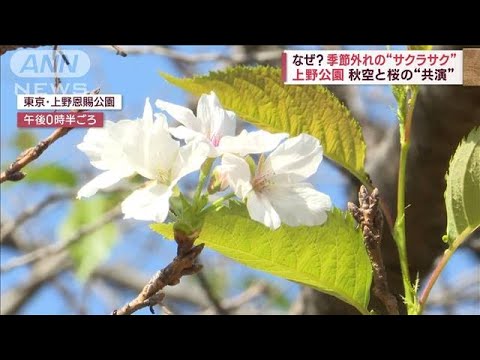 なぜ？　季節外れの“サクラサク”　上野公園で秋空と桜の“共演”(2023年10月12日)