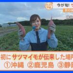 実は名産地の静岡でサツマイモ掘りを体験！干し芋の発祥の地　サツマイモグルメの“映えサンド”など盛りだくさん！｜TBS NEWS DIG