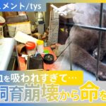 “その数は飼い主にも分からない”ノミ・ダニ…劣悪な猫の多頭飼育崩壊現場　“猫が増えすぎて住めなくなった”【DIGドキュメント×tys】