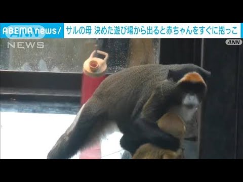 サルの母　決めた遊び場から出ると赤ちゃんをすぐに抱っこ(2023年10月13日)