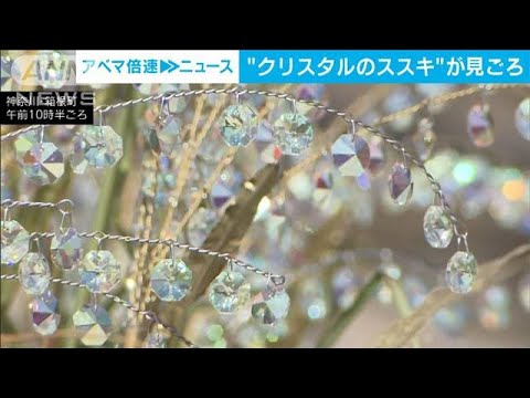 “クリスタルのススキ”が見ごろ　神奈川・箱根町(2023年10月13日)