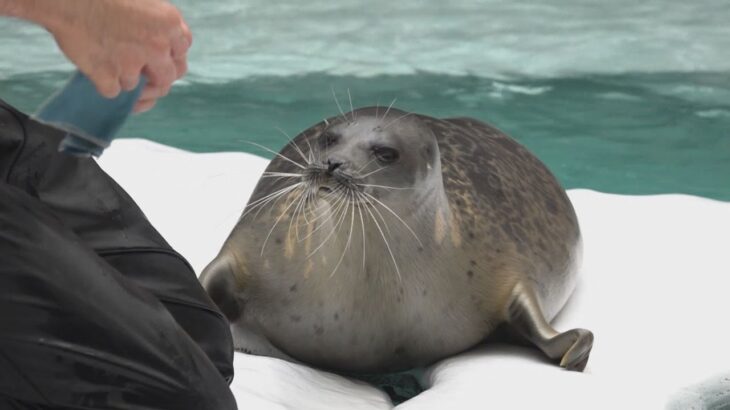 もうすぐお別れ…海遊館生まれのワモンアザラシ　ミゾレの撮影会