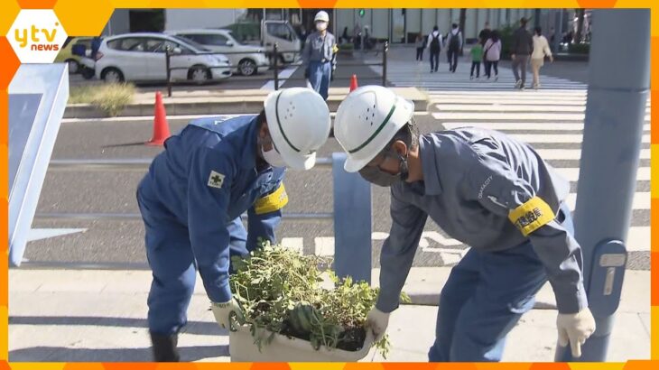 “ど根性スイカ”を移し替え　大阪・御堂筋の中央分離帯に自生　見に行くと危険、盗まれる懸念　大阪市