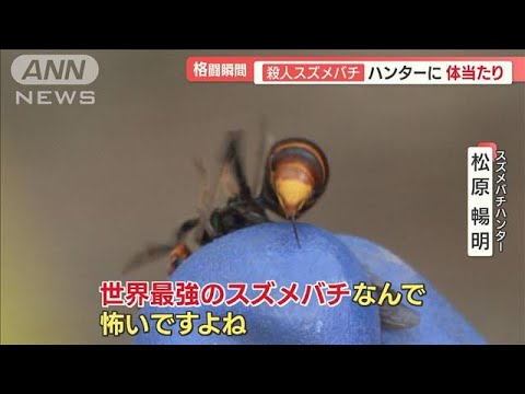 猛暑で巣巨大化…ハンター驚愕「デカい！」スズメバチ繁殖期で凶暴に…約600匹と格闘【羽鳥慎一 モーニングショー】(2023年10月16日)