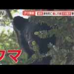 頭に「爪痕」　罠にかかったクマ近くで男性死亡　相次ぐ人身被害…イノシシも市街地へ【羽鳥慎一 モーニングショー】(2023年10月16日)