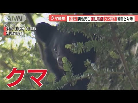 頭に「爪痕」　罠にかかったクマ近くで男性死亡　相次ぐ人身被害…イノシシも市街地へ【羽鳥慎一 モーニングショー】(2023年10月16日)