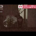 【速報】札幌の住宅街にシカ　警察など捕獲へ　きのうから目撃9件…同じシカか(2023年10月16日)