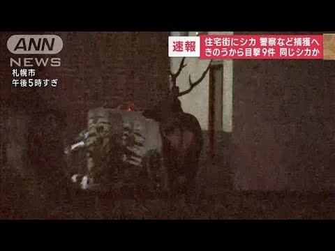 【速報】札幌の住宅街にシカ　警察など捕獲へ　きのうから目撃9件…同じシカか(2023年10月16日)