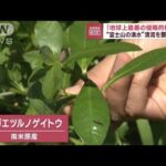 「地球上最悪の侵略的植物」 “富士山の湧水”清流を襲う異変(2023年10月16日)