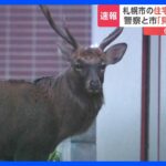 札幌市の住宅街でシカの目撃相次ぐ　刺激せずに静かに見守って｜TBS NEWS DIG