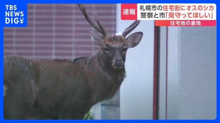 札幌市の住宅街でシカの目撃相次ぐ　刺激せずに静かに見守って｜TBS NEWS DIG