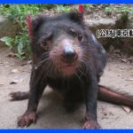 国内唯一の「タスマニアデビル」が死ぬ　絶滅危惧種で鳴き声から「デビル」と呼ばれ　東京・多摩動物公園　　　｜TBS NEWS DIG