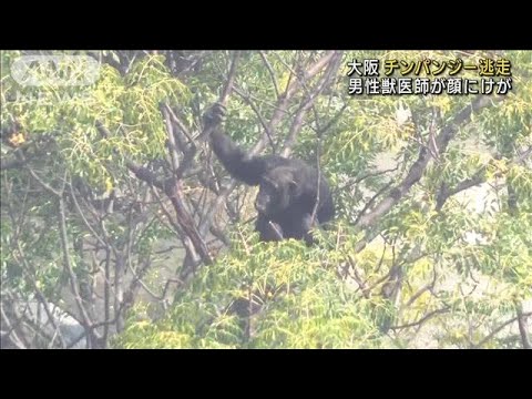 大阪・天王寺動物園でチンパンジー逃走　獣医師かまれ顔にけが　(2023年10月17日)