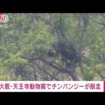 【速報】大阪・天王寺動物園でチンパンジーが脱走(2023年10月17日)