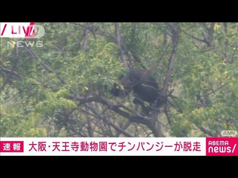 【速報】大阪・天王寺動物園でチンパンジーが脱走(2023年10月17日)