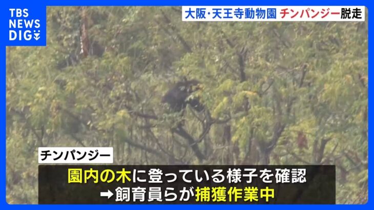 チンパンジーが檻から逃走 大阪・天王寺動物園で捕獲作業続く　園は終日休園に｜TBS NEWS DIG