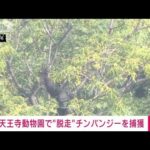 【速報】大阪・天王寺動物園で逃走のチンパンジーを捕獲(2023年10月17日)