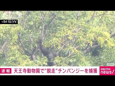 【速報】大阪・天王寺動物園で逃走のチンパンジーを捕獲(2023年10月17日)