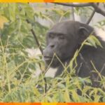 チンパンジーが脱走！麻酔銃撃たれ３時間後に捕獲　獣医師かまれてケガ　天王寺動物園は臨時休園に