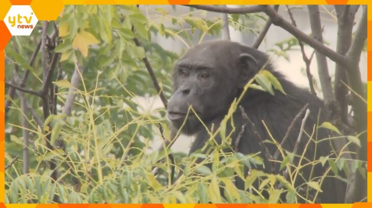 チンパンジーが脱走！麻酔銃撃たれ３時間後に捕獲　獣医師かまれてケガ　天王寺動物園は臨時休園に