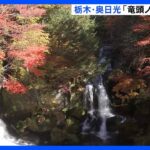 「竜頭ノ滝」で紅葉が見頃　赤や黄の木々が奥日光を彩る｜TBS NEWS DIG