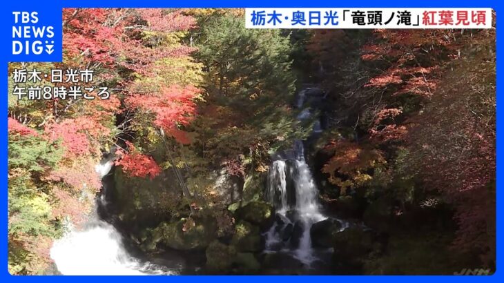 「竜頭ノ滝」で紅葉が見頃　赤や黄の木々が奥日光を彩る｜TBS NEWS DIG