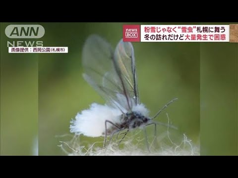 粉雪じゃなく“雪虫”札幌に舞う…冬の訪れだけど大量発生で困惑(2023年10月18日)