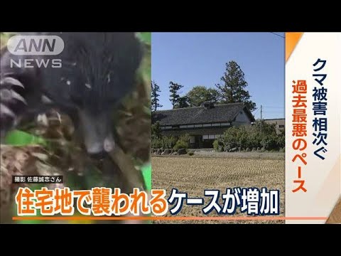 住宅地でも…クマ被害相次ぐ　過去最悪のペース　原因は「山の木の実が不作で人里に」(2023年10月19日)