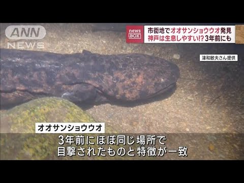 市街地でオオサンショウウオ発見　神戸は生息しやすい！？　3年前にも…(2023年10月19日)