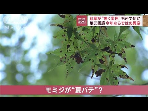 紅葉が“黒く変色”　名所で何が　地元困惑　今年ならではの異変(2023年10月19日)