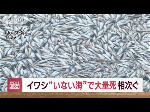 イワシ“大量死”相次ぐ　住民困惑「この海には普段いないのに…」(2023年10月19日)