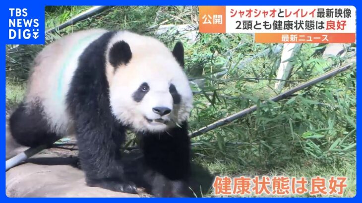 上野動物園の双子パンダ「シャオシャオ」と「レイレイ」　最新映像を公開｜TBS NEWS DIG