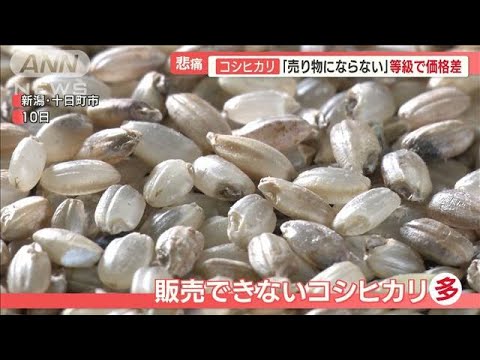 新潟コシヒカリ…猛暑で「一等米」激減…700万円減収　高齢農家は「もうやめる」【羽鳥慎一 モーニングショー】(2023年10月18日)