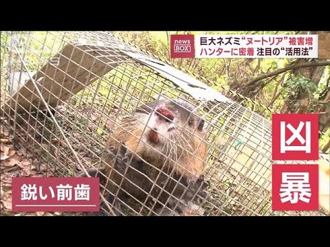 巨大ネズミ「ヌートリア」被害急増　ハンターに密着　注目の“活用方法”(2023年10月20日)