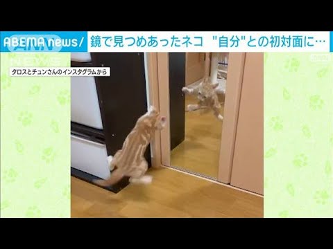 鏡の中で見つめあったそのネコは…！まさかの“自分”との初対面に驚き猛ダッシュ(2023年10月20日)