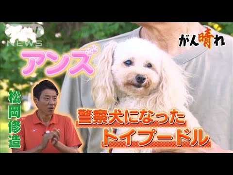 スーパー警察犬はトイプードル！！【松岡修造のみんながん晴れ】(2023年10月22日)