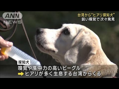 特定外来生物をにおいで　“ヒアリ探知犬”調査を公開(2023年10月22日)
