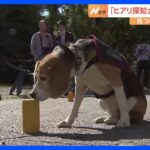 「ヒアリ探知犬」が台湾から来日　ヒアリ発見するとお座り　環境省が導入を検討中｜TBS NEWS DIG