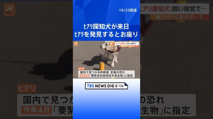「ヒアリ探知犬」が台湾から来日　ヒアリ発見するとお座り　環境省が導入を検討中  | TBS NEWS DIG #shorts