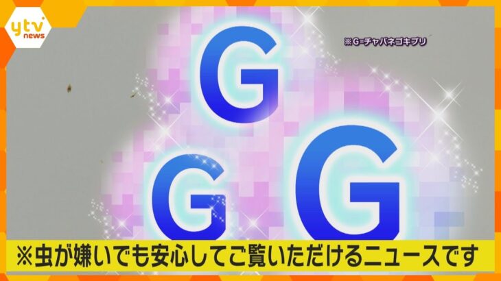 卑弥呼も悩んだかも？チャバネゴキブリの世界最古の痕跡発見　3世紀には日本に生息　奈良・纒向遺跡