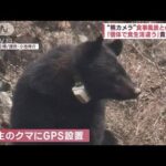 東京でもクマ　専門家“遭遇時とるべき行動”…知られざる生態「熊カメラ」(2023年10月23日)