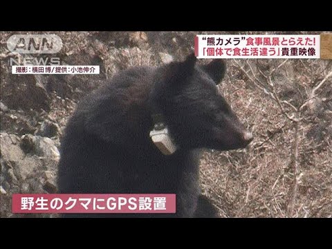 東京でもクマ　専門家“遭遇時とるべき行動”…知られざる生態「熊カメラ」(2023年10月23日)