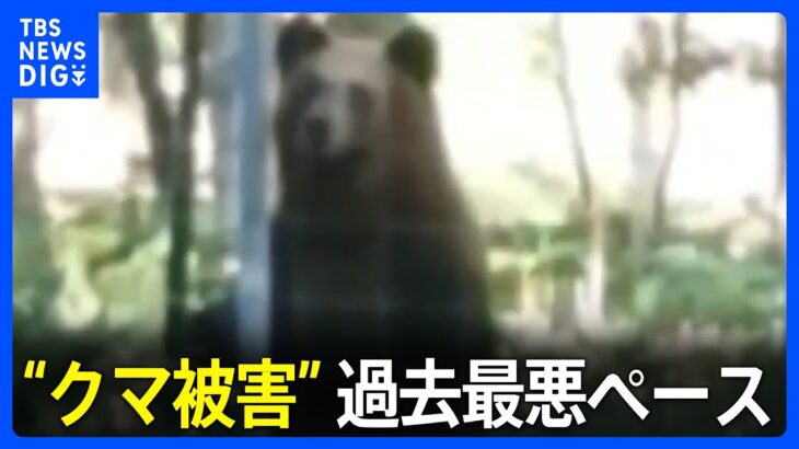 “クマ被害”が過去最悪ペース　「クマの生息域へはむやみに入らないで」伊藤環境大臣が注意呼びかけ｜TBS NEWS DIG